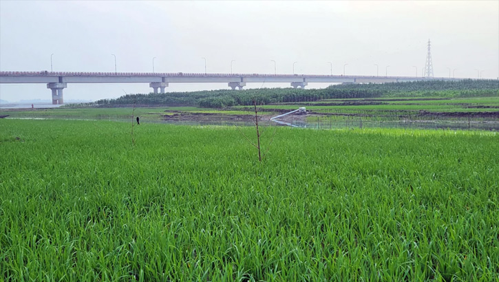 ধরলা-বারোমাসিয়া নদীর বুকে সবুজের সমারোহ